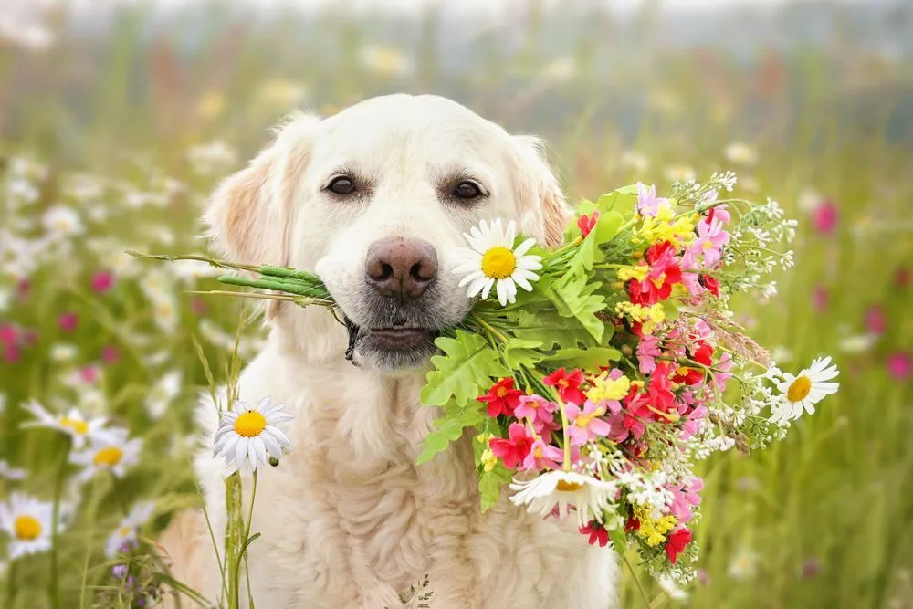 Adorable labrador dog holding bunch of flowers in its mouth in a flower garden