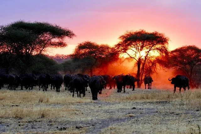 Tanzania is a country in Africa that hosts some of the most attractive tourist spots.