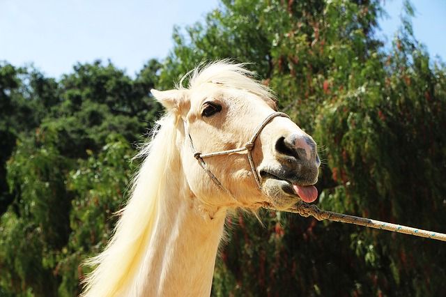 Gold coats, white manes, and whitetails of palomino horses set them apart from other horses. They obtain their color from a chestnut gene that has been diluted in a cream gene.