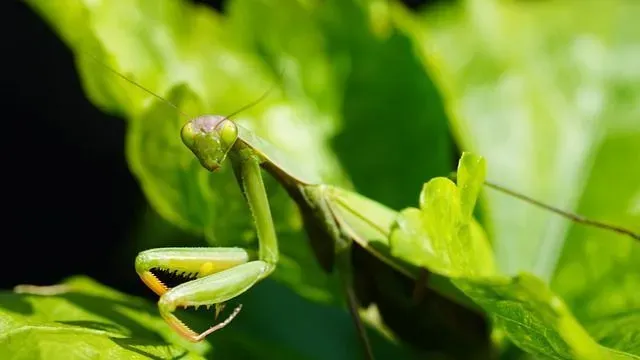 Learn some interesting praying mantis facts camouflage facts with us today!