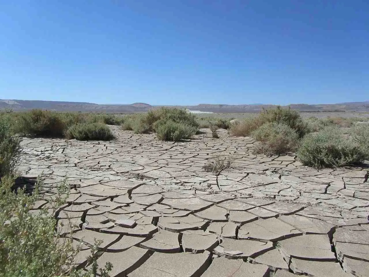Read Atacama desert facts to learn more about the driest desert in the world!