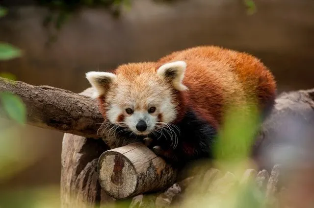 In the wild, red pandas live for about eight years and up to 12 years in captivity.
