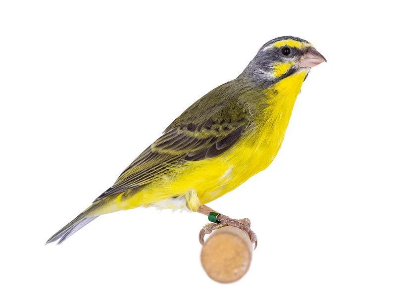 Yellow-Fronted Canary 