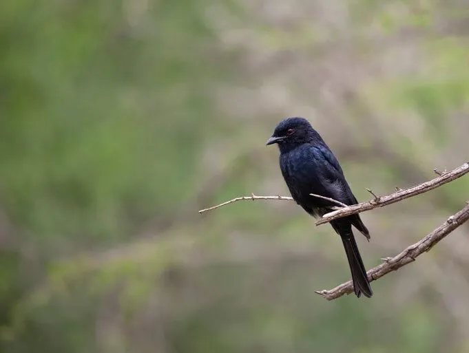 Fork-Tailed Drongo sitting on a branch