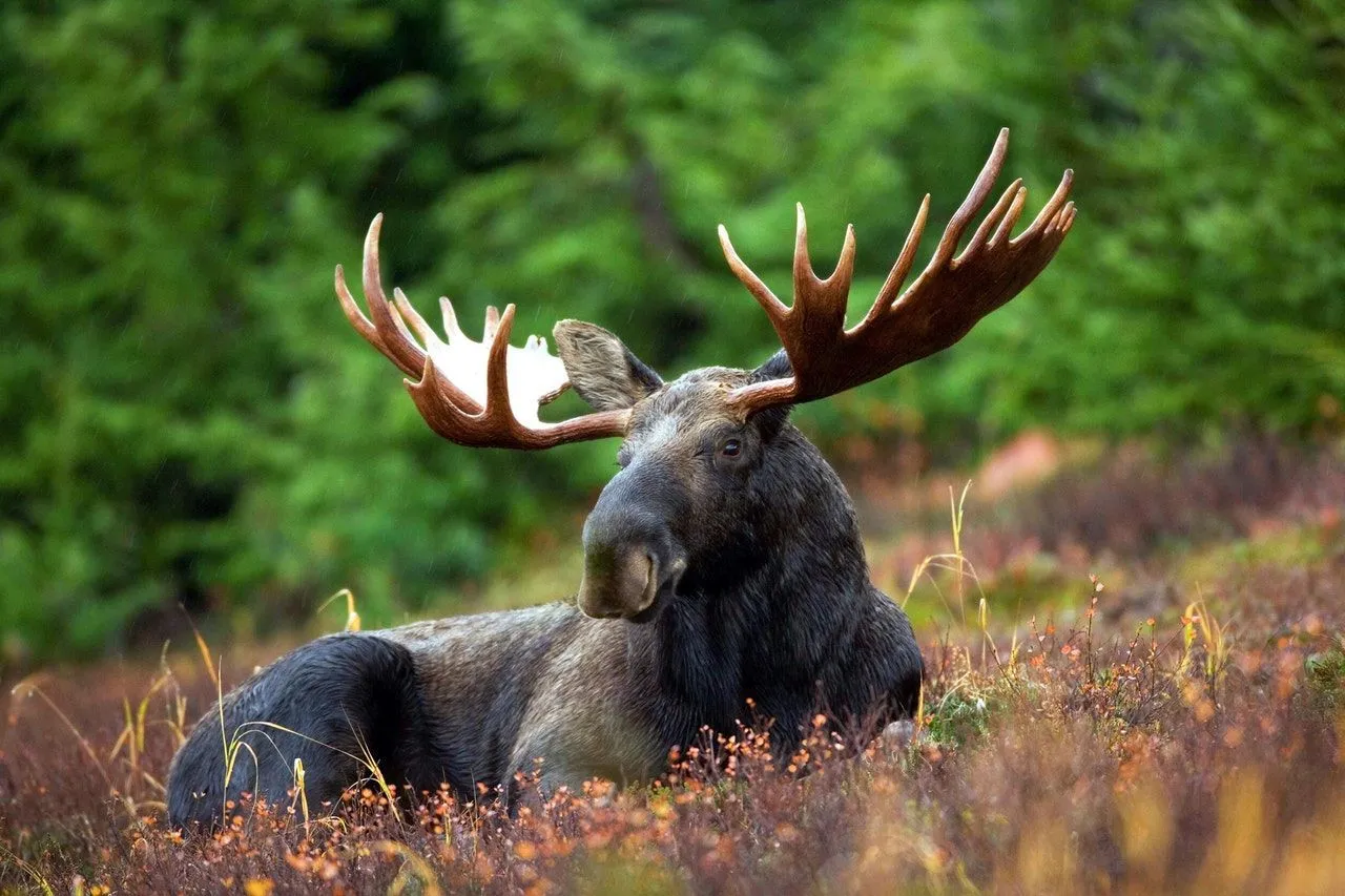 Alaska moose population is more dominant in mainland Alaska by the Unuk River and lacking in the south part of Alaskan Islands.