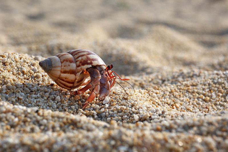 Hermit crab in the sand.