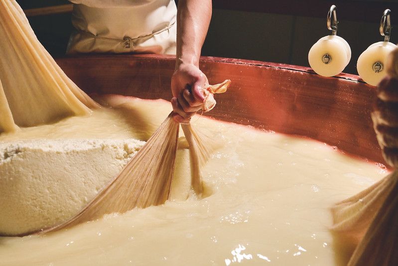 A cheesemaker prepares a form of Parmesan cheese using fresh and bio  milk. 
