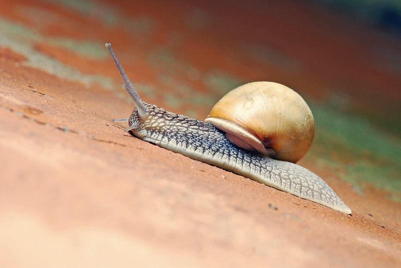 A snail in the nature.
