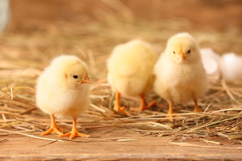 Cute little chicks on the farm.