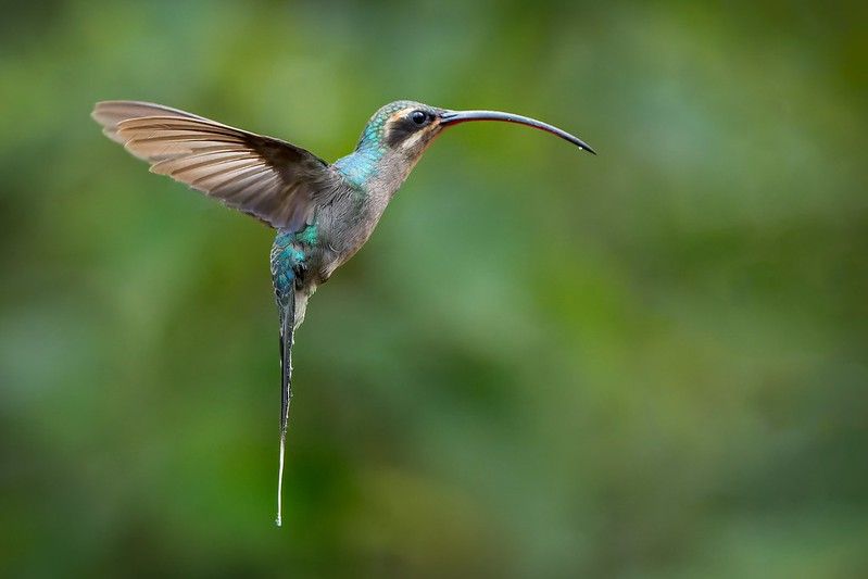 Hummingbird with long beak.