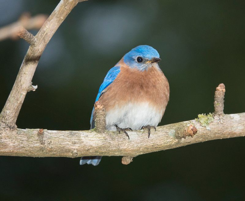 Eastern bluebird is sitting on a tree branch.