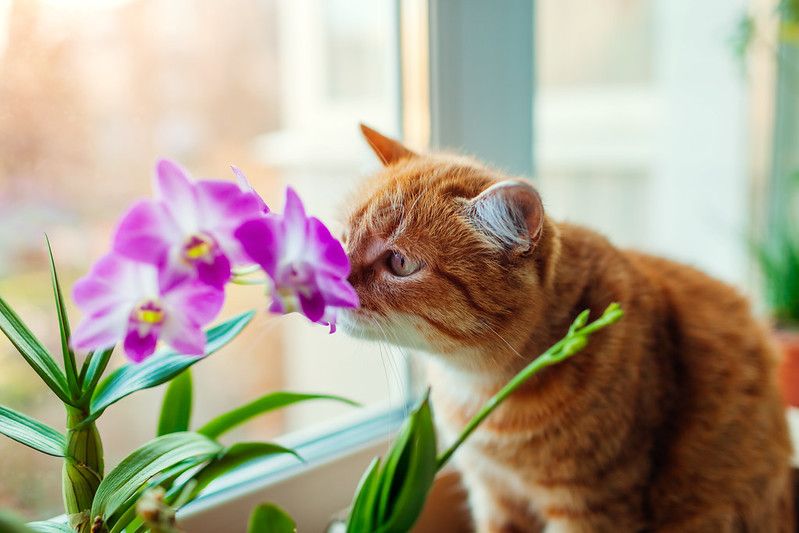  cat smelling orchid walking on window.