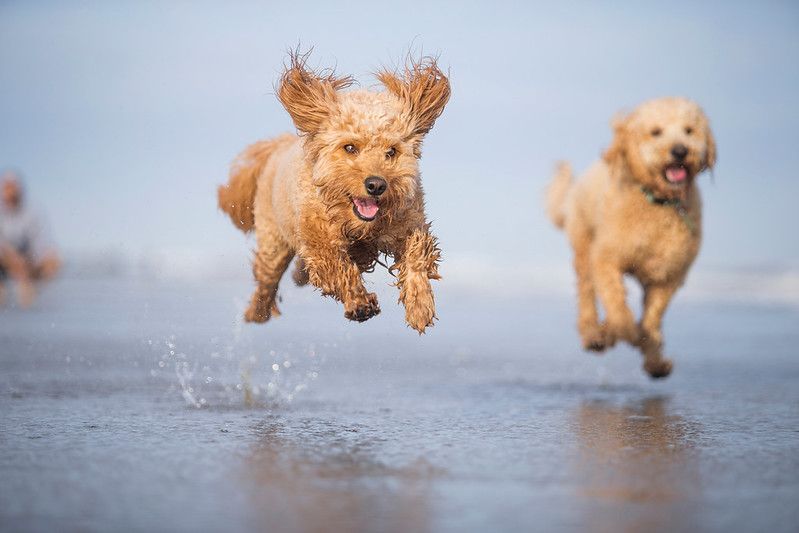 Two tan Goldendoodle dogs running and playing in ocean.