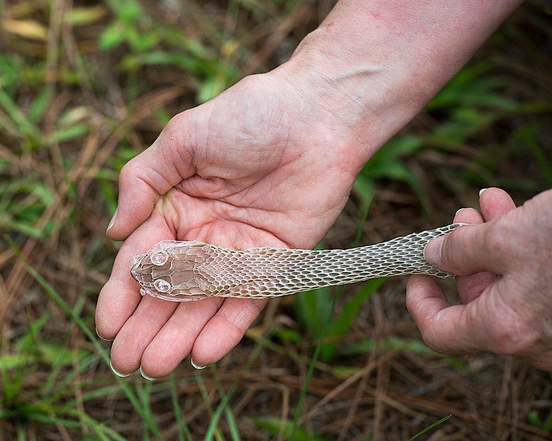 Snake Shedding Skin on a human hand in its surrounding.