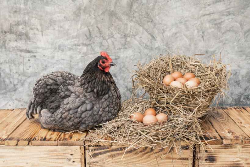 Hen on a wooden floor with many eggs.