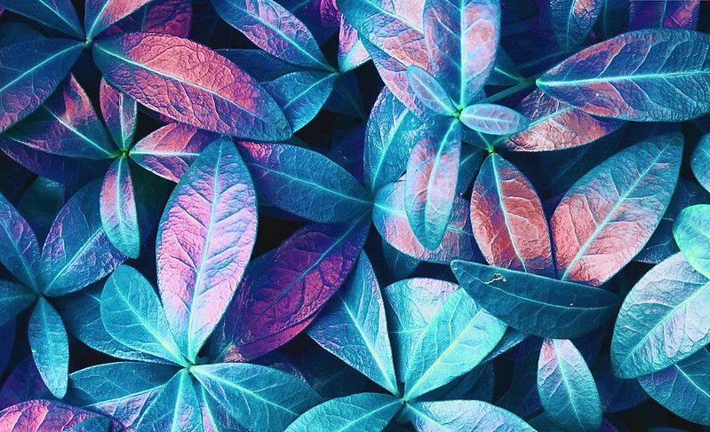 Texture of beautiful leaves toned in blue and purple.
