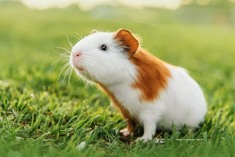Little guinea pig on green grass looking for cheese.