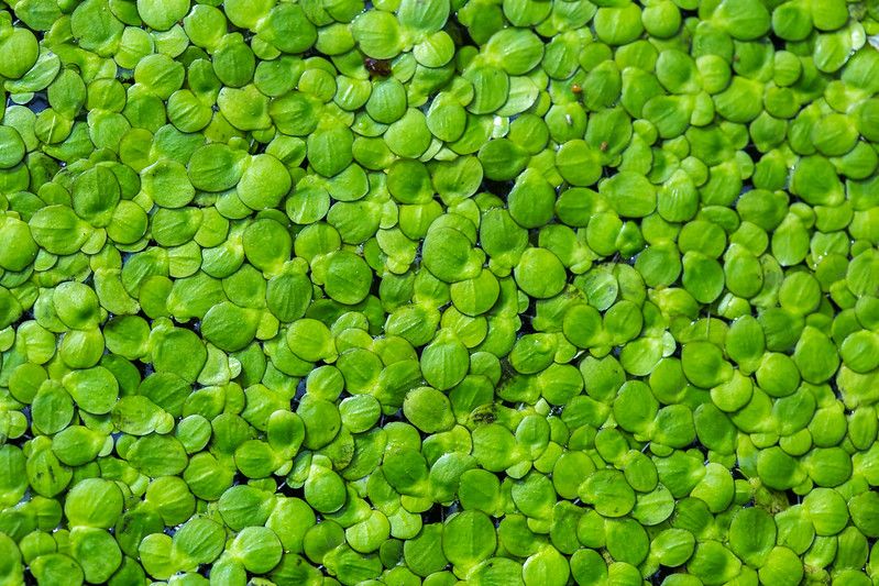 51 Duckweed Facts Did You Know This About The Plant Kidadl