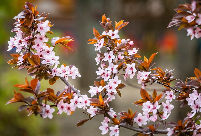 Read on for some amazing purple plum tree facts and learn more about its colorful foliage