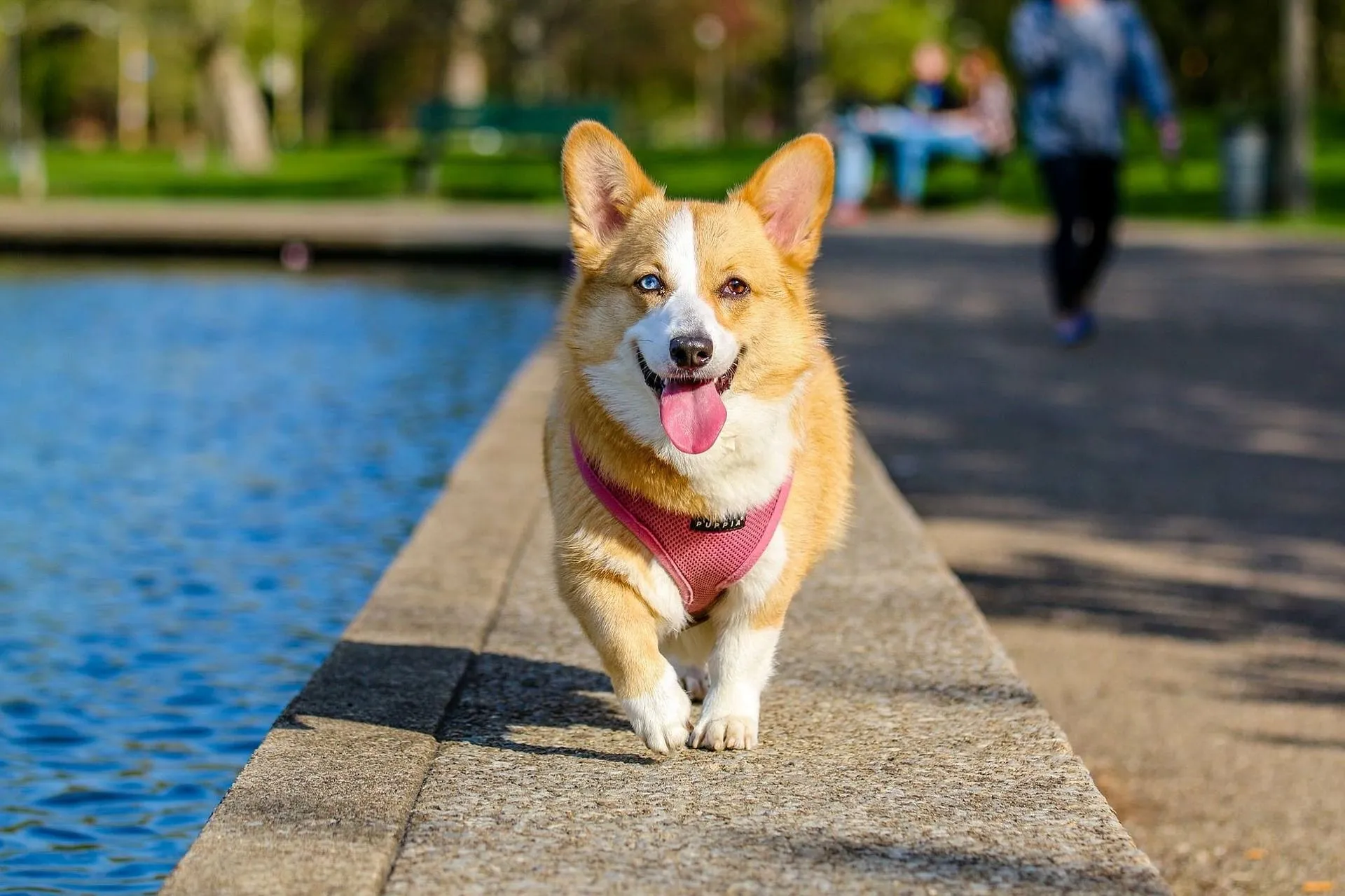 55 Cute And Quirky Corgi Names For Your Puppy