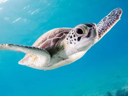 A turtle swimming underwater
