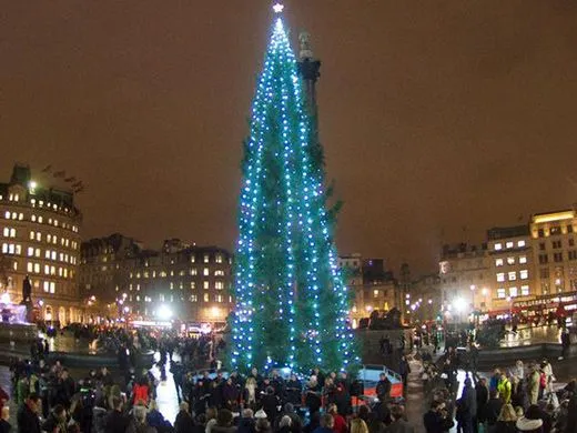 The towering Trafalgar Square tree