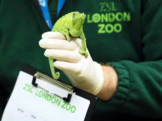 zsl london zoo animal fun for children