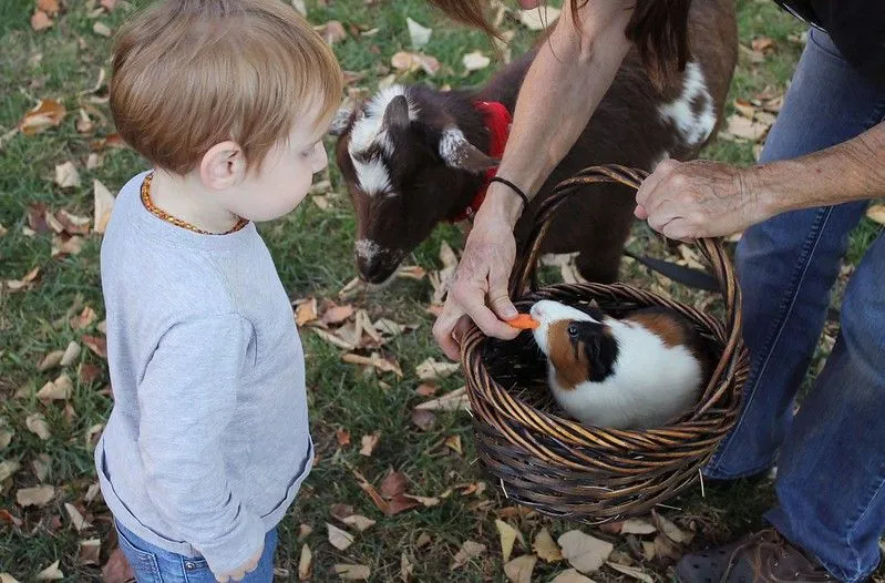 city farm for babies in London