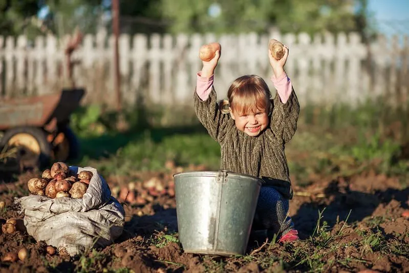 child picking potatoes 