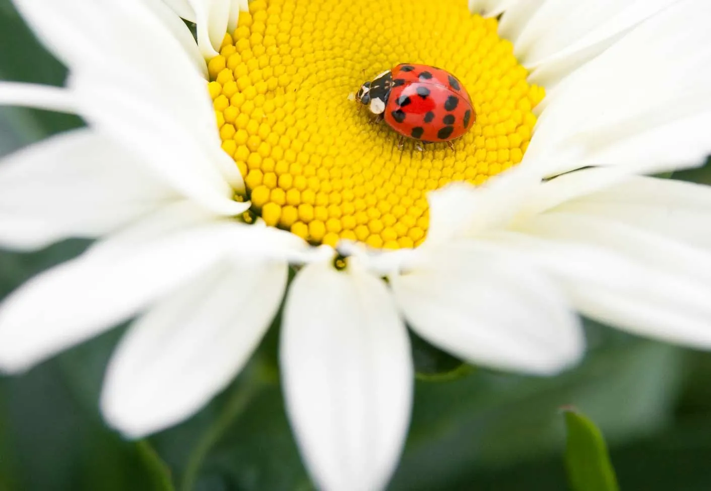 ladybird in the middle of a daisy