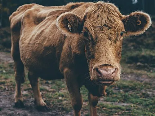 Cow at farm