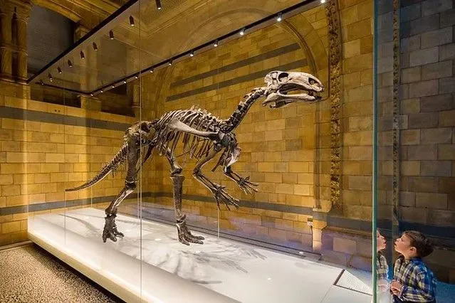 boy looking into a glass box at a fossil of a dinosaur