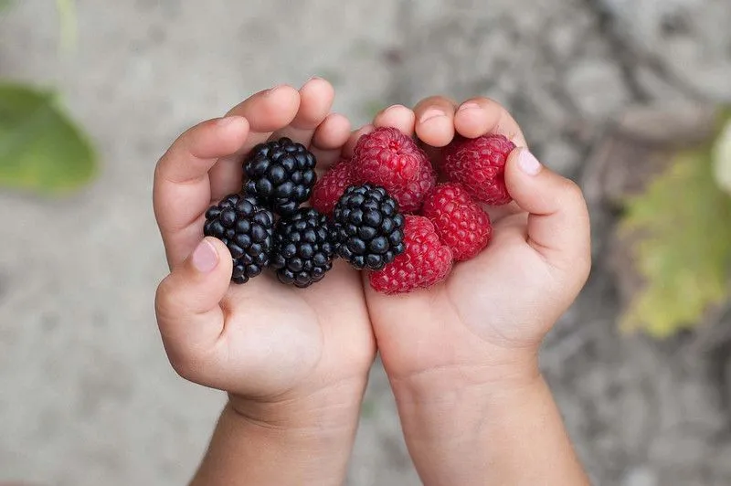 Handful of blackberries