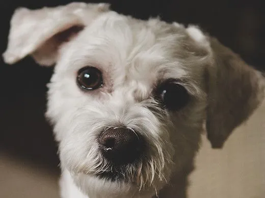 A small white dog with brown eyes