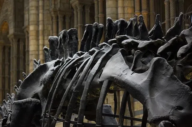 dinosaur skeleton at museum of london