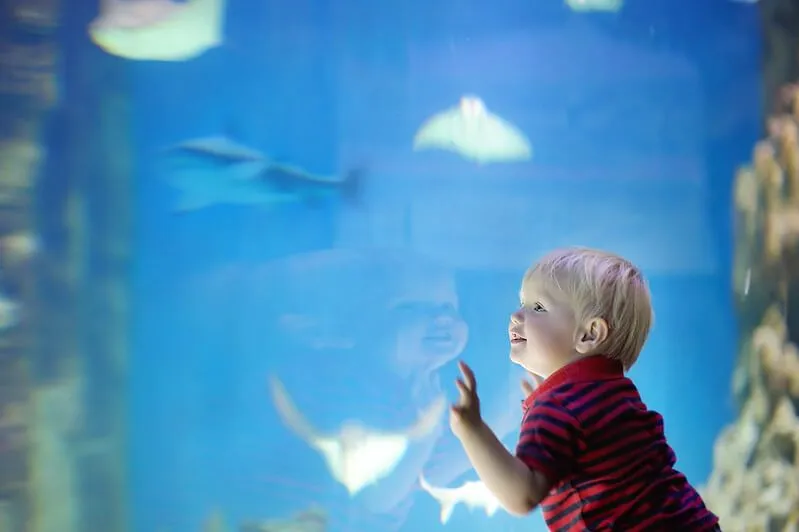 A happy little boy looking at fishes in the aquarium tank - Puns