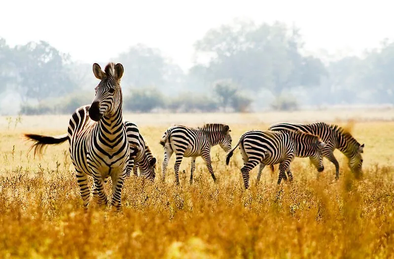 Zebras in the African savanna.