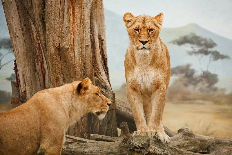 Lions, mammals in the Mammals Quiz