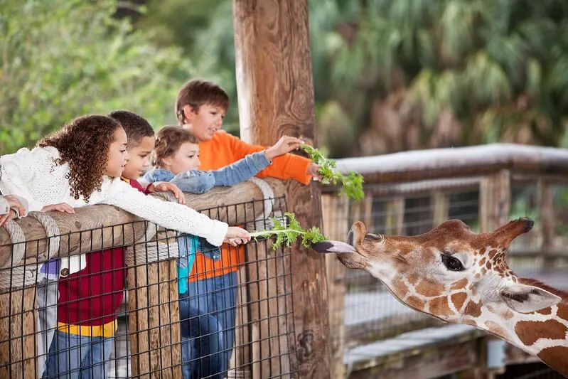 Kids Feeding A Giraffe Greens