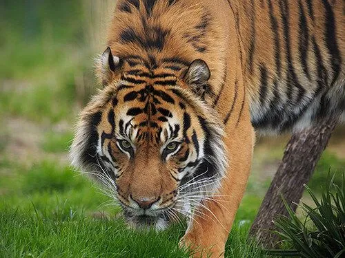Tiger At London Zoo
