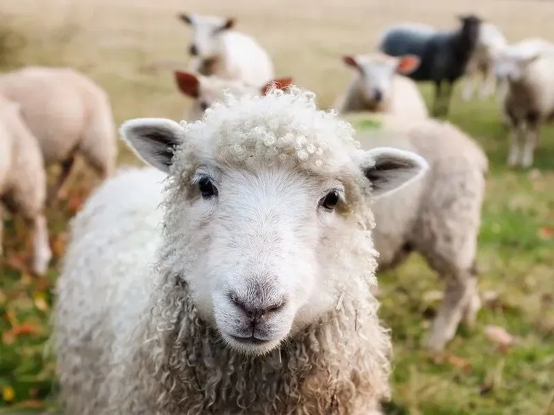 sheep at childrens farm