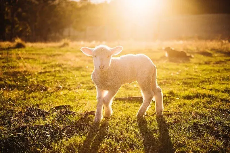 cute lamb in farm