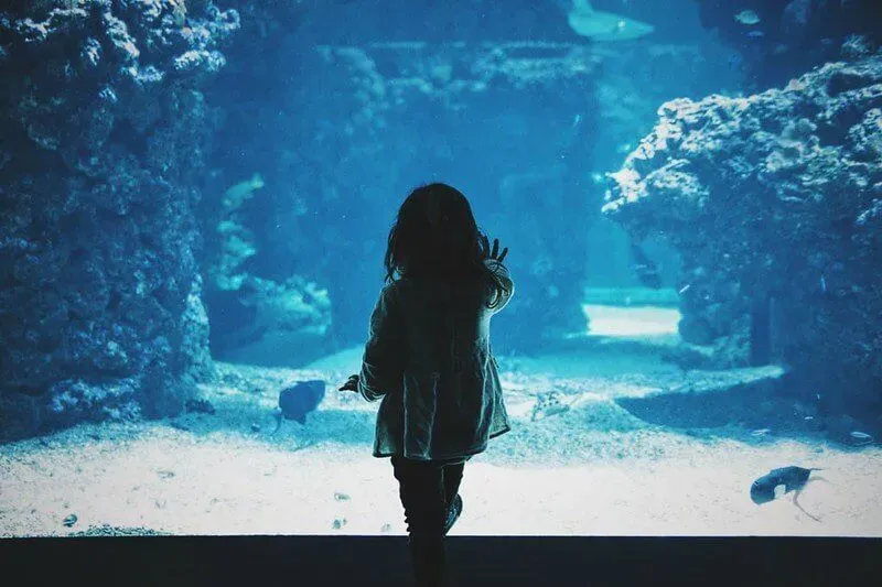 Little girl looking at fish at the Sea Life Centre London