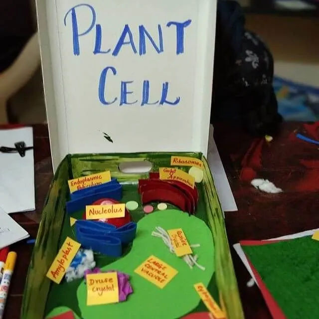 Making Your Own Plant Cell Model At Home Is This Easy
