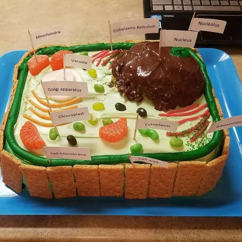 Making Your Own Plant Cell Model At Home Is THIS Easy