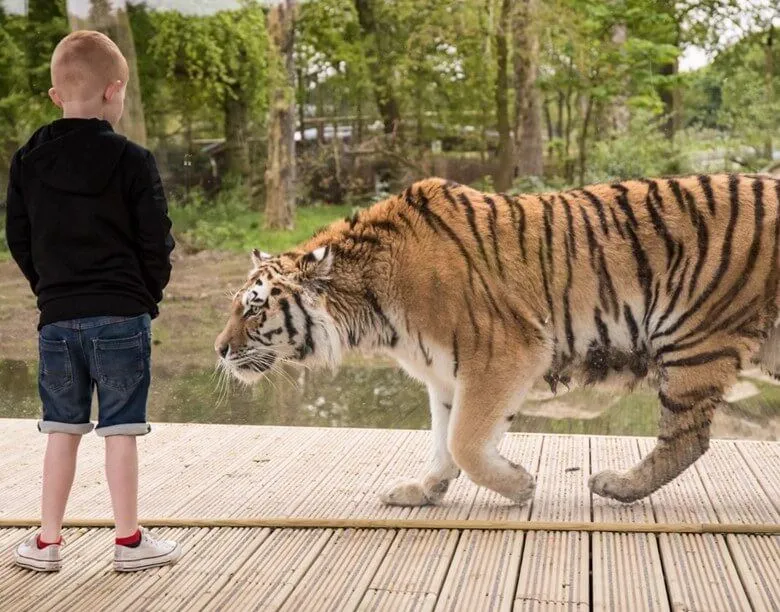 kid in safari park north england