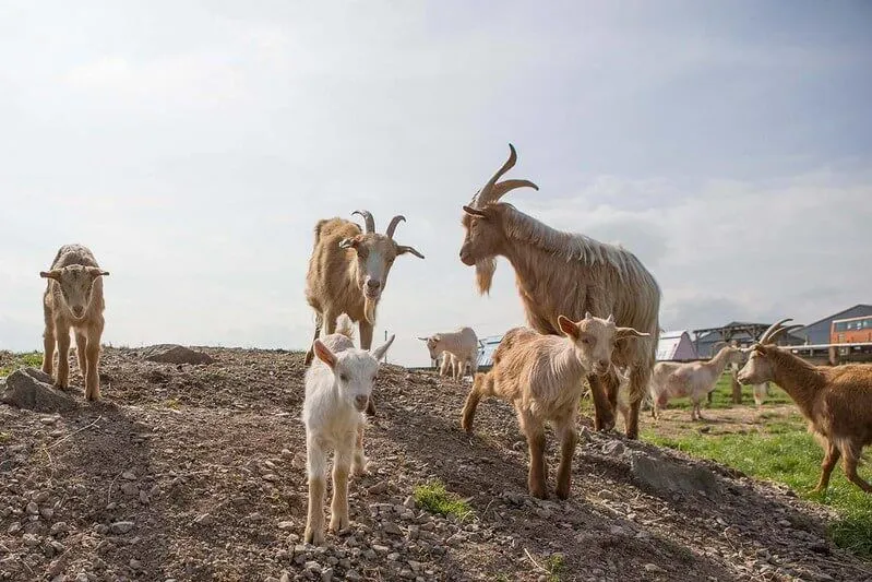 Goats standing on a hill to inspire goat jokes