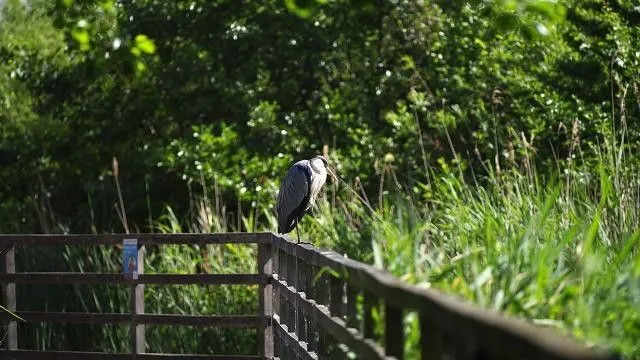 Spot rare birds at Greenwich Peninsula Ecology Park