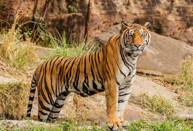 large tiger standing on rocks