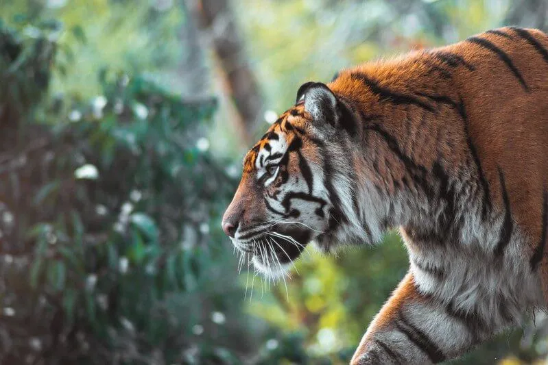 side profile of a tiger hunting